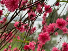 -东莞植物园