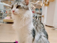-1013 PET SHOP精品宠物商店(丁香店)
