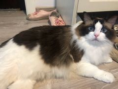 -汪小喵宠物·戴维斯乐芳希施宠馨宝皮毛调理洗护店