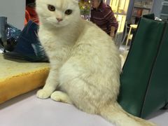 -喵的天空名猫咖啡馆·撸猫·猫舍·用品