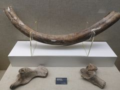 -呼伦贝尔民族博物馆