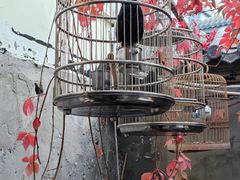 -伊隆斋(什刹海店)