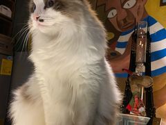 -咖法森林·咖啡  酒吧(天河店)