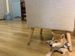 -柴犬小屋·柴餐厅·狗咖食堂(金鼎广场店)