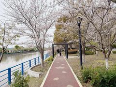 -高东镇樱花园