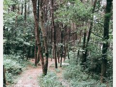 -铁山坪森林公园