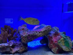 -上海海洋水族馆