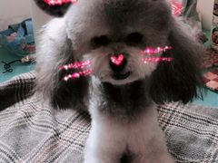 -八公叔叔宠物美容连锁(春申店)