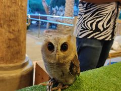 -清迈夜间动物园