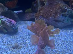 -上海海洋水族馆