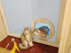 -有喵·猫咖·狗咖·30几只猫10只小狗(岗厦店)