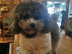 -more than meow吴止猫主题餐厅(承德 中船汇店)