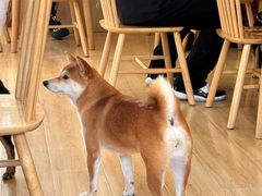 -柴の食堂·日式家庭料理·熊之肆(大学路店)