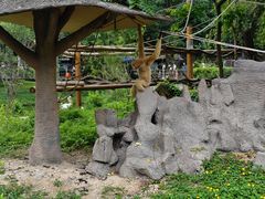 -深圳野生动物园