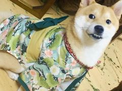 -猫色咖啡·猫咖