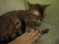 -猫色咖啡·猫咖