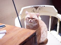 -猫小院猫主题餐厅(南锣旗舰店)