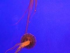 -上海海洋水族馆