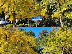 -八大关景区