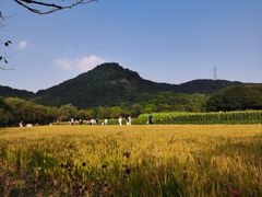 -八卦田遗址公园