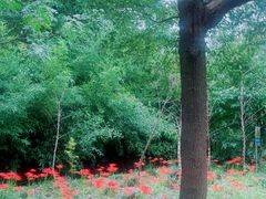 -广富林郊野公园