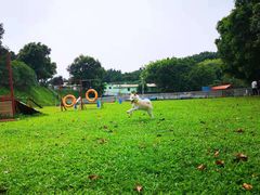 -良成狗狗乐园