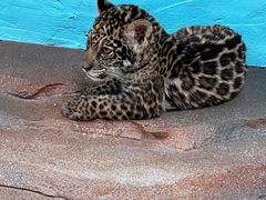 -北京野生动物园