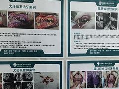 -东莞宠友24H宠物中心医院·转诊夜诊·异宠(新河北路院)