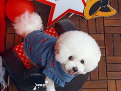 -超宠爱宠物摄影-Super pet