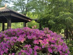 -上海鲜花港
