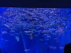 -成都浩海立方海洋公园