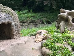 -上海野生动物园