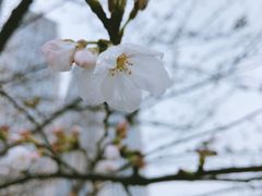 -复旦大学光华楼