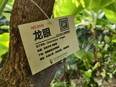 -呀路古热带植物园