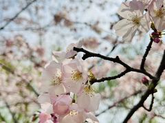 -顾村公园