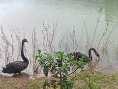 -广州白江湖森林公园