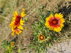 -敕勒川草原文化旅游区