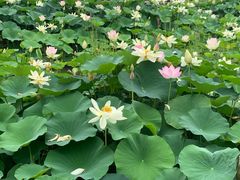 -莲花池公园