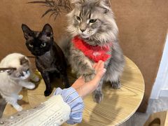 -楼上猫咖(罗湖店)