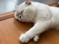 -PETKIT小佩宠物(古北店)