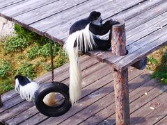 -大连森林动物园