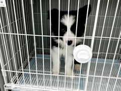 -翊宠yipet猫狗购宠庄园犬舍•猫舍