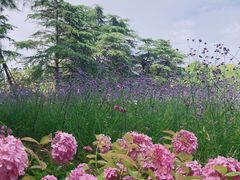 -上海滨江森林公园