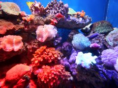 -烟台海昌鲸鲨海洋公园