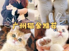 -lincat·猫舍(广州店)