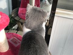 -喵zoo家庭繁育猫舍(尖东智能花园店)