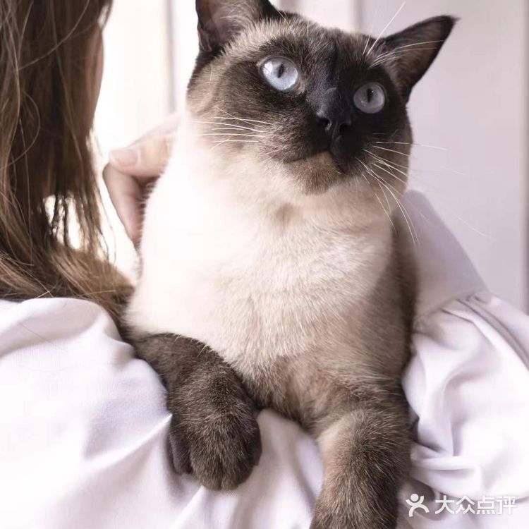 北京路独栋三层猫咖,男朋友赖着不肯走…