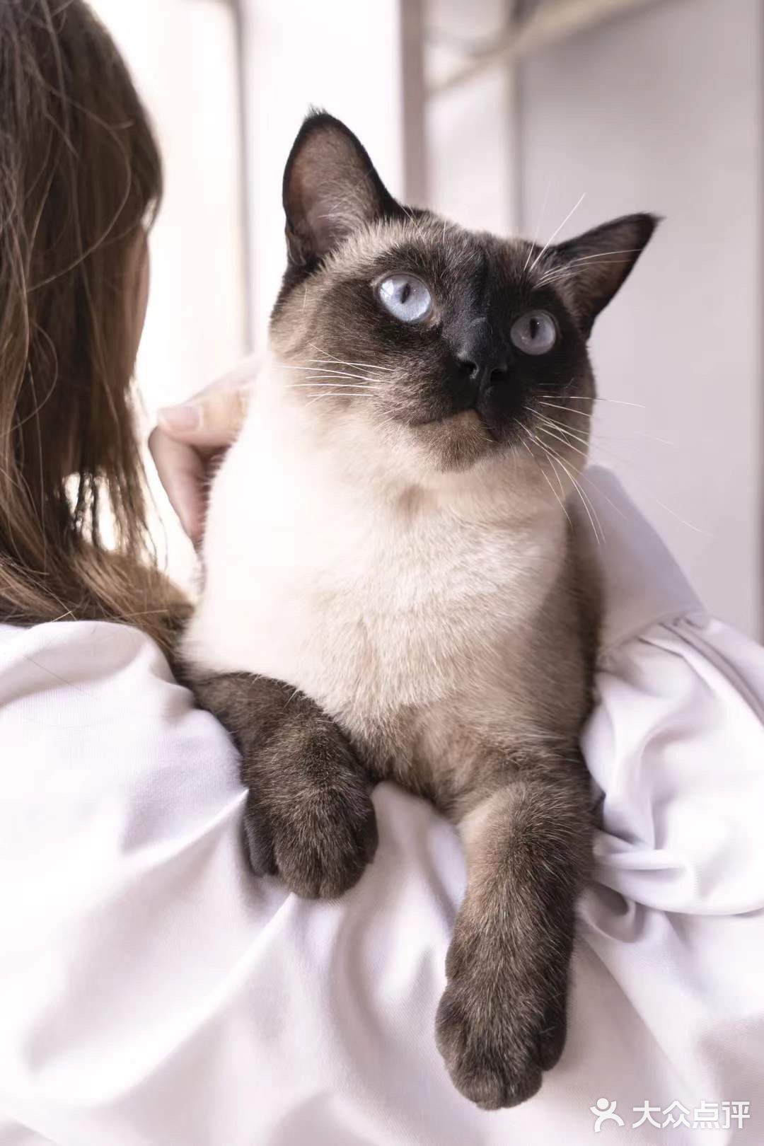 北京路独栋三层猫咖，男朋友赖着不肯走…