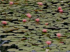 -白鹭湾湿地公园