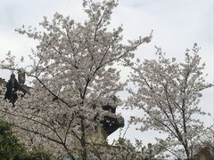 -武汉大学-樱园